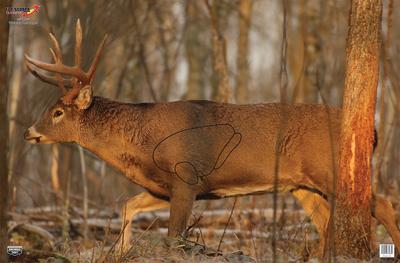 Eze-Scorer Whitetail Deer Target Folded 23x35 Inch 2 Per Package